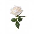 Logo rose blanche